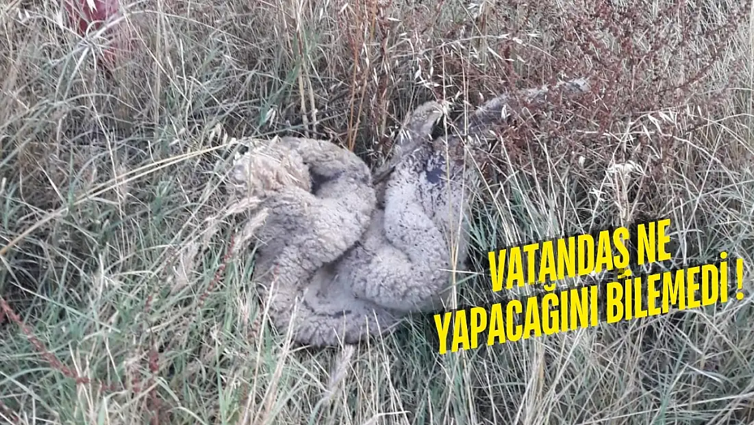 Kurban Derileri Toplanmadı: Milas’ta Yol Kenarları Deri Yığınına Döndü