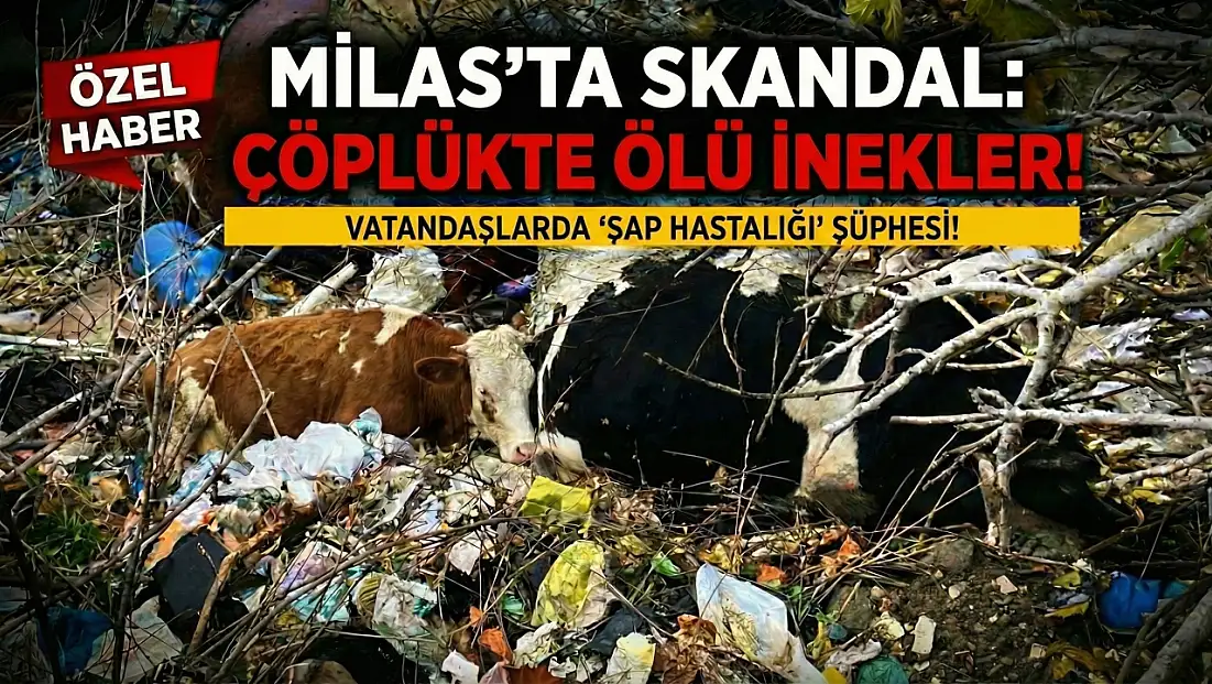 Milas'ta Korkunç Manzara: Çöplerin Arasından Ölü İnekler Çıktı!