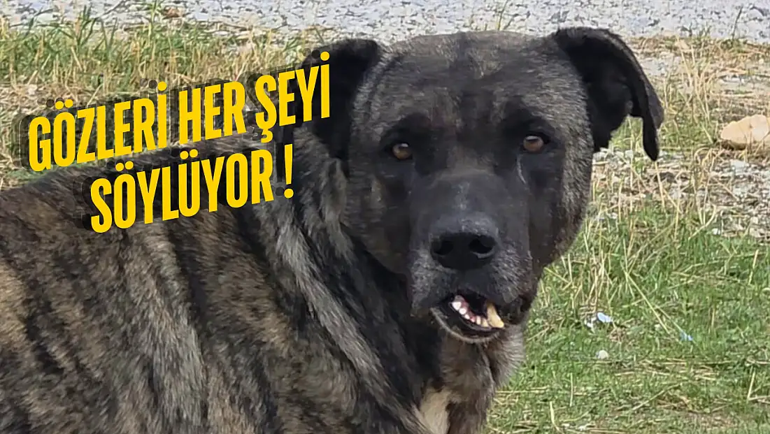 Milas'ta yüzünde deformasyon olan köpek görenleri duygulandırdı