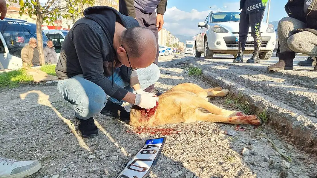 2 Köpeğe Birden Çarpıp Kaçtı: Köpekler Can Çekişti