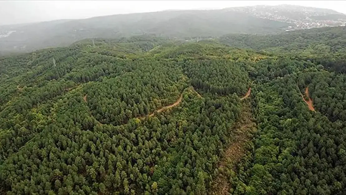 31 Ekim'e kadar ormanlara girişler yasak