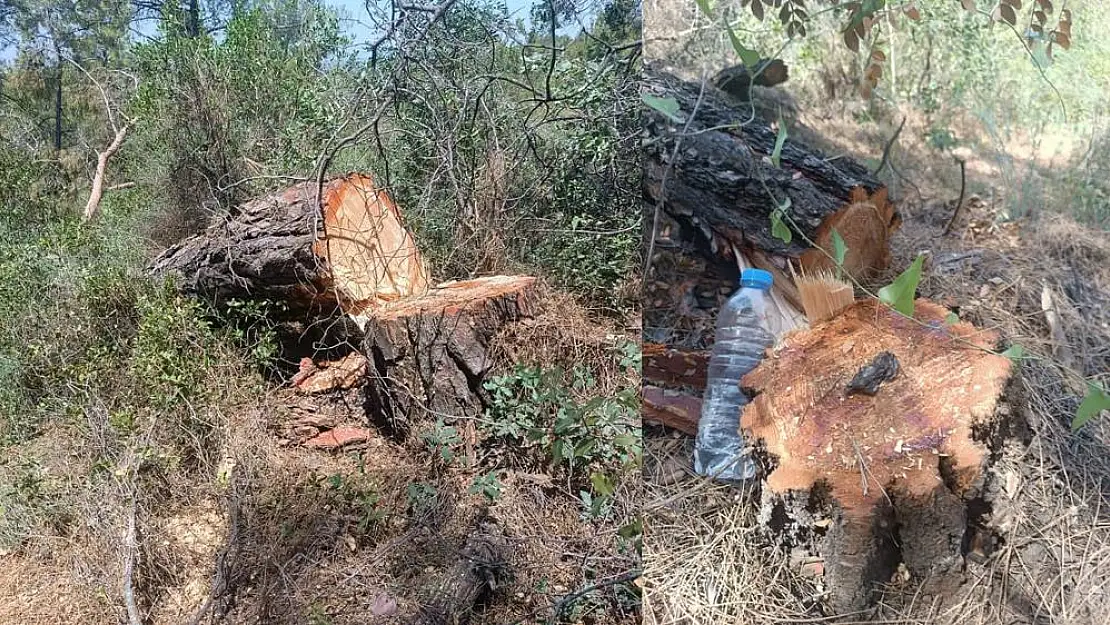 Akbelen Ormanlarından İlk Kesim Görüntüleri Geldi