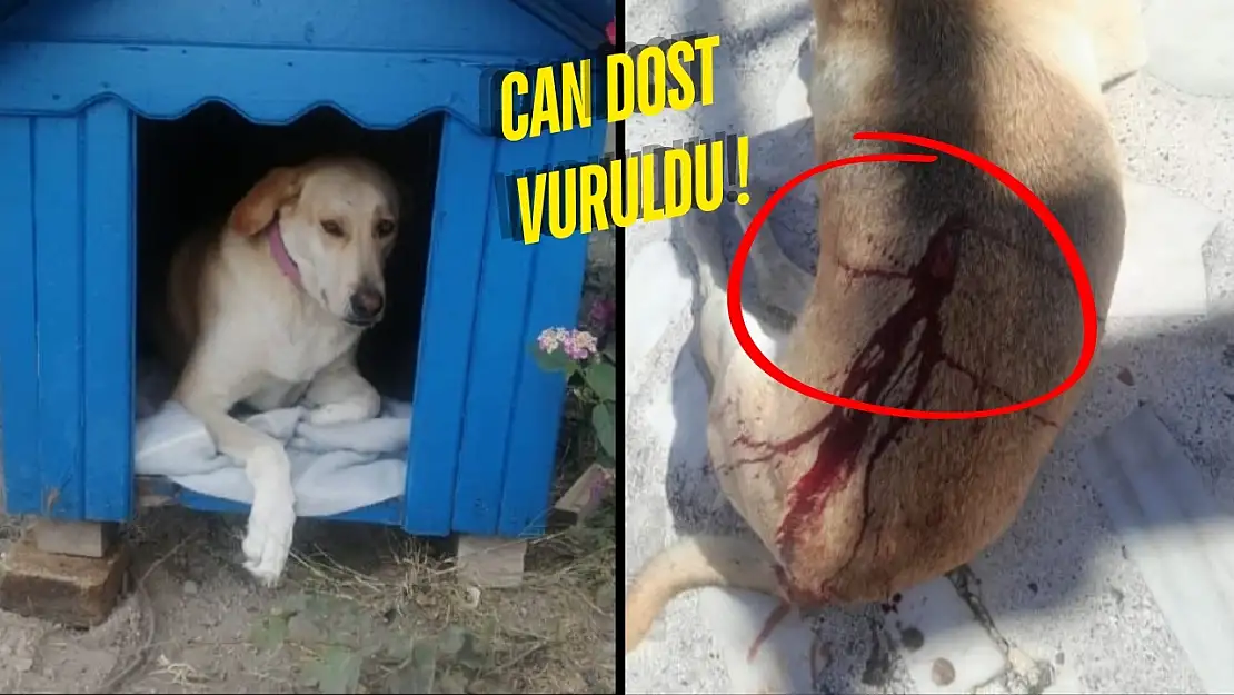 Bodrum'da Vicdanları Sızlatan Olay: Masum Köpeği Silahla Vurdular