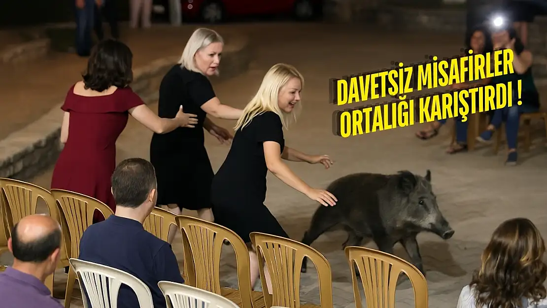 Bodrum'da yaban domuzları düğünü bastı halay yerine panik yaşandı