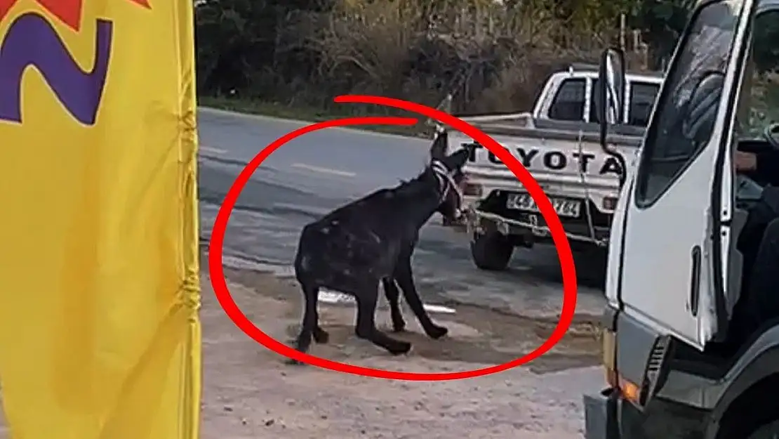 Bu Vicdansızlık Bodrum'da Yaşandı! Eşeği Araba Arkasında Sürüklediler