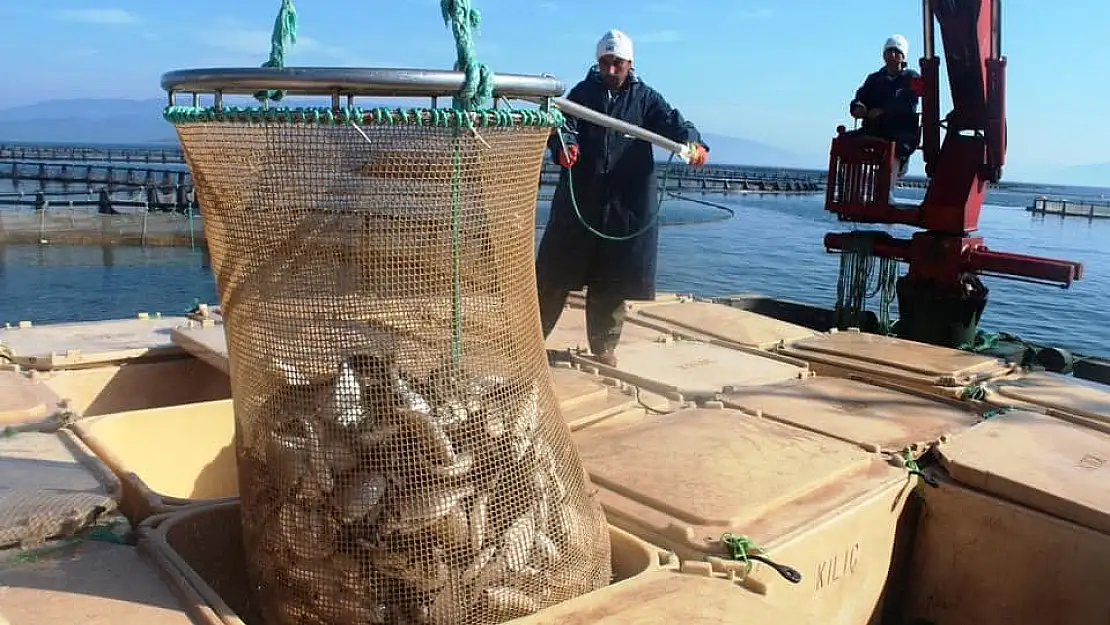 Dünya Mutfaklarına Balık Milas’tan Gidiyor