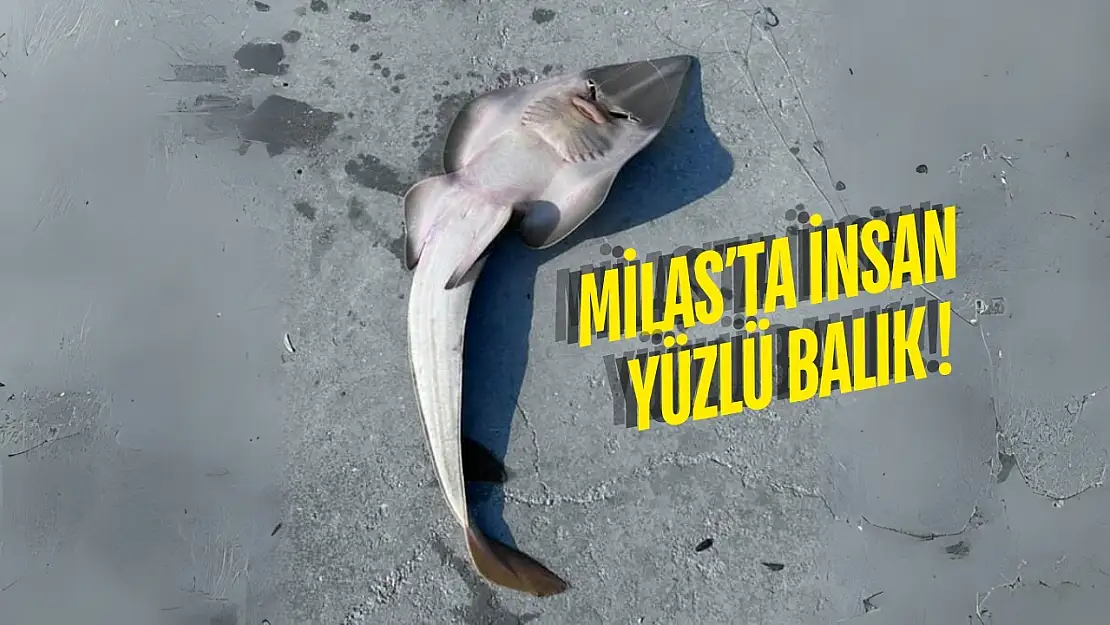 Güllük'te Balıkçının Ağına Nesli Tükenmekte Olan Balık Takıldı
