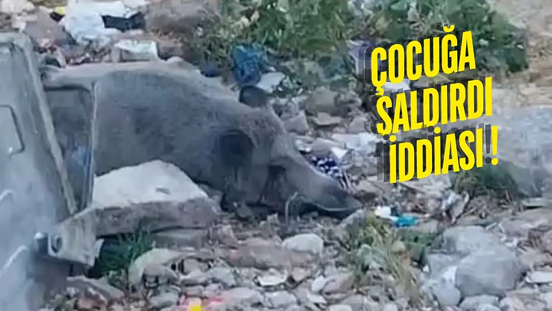 Güllük'te Domuza Ateş Açıldı, Saatlerce Can Çekişti