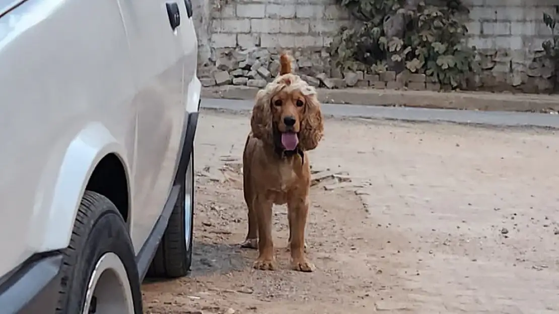 İsmetpaşa Mahallesi’nde Dolaşan Tasmalı Köpeğin Sahibi Aranıyor!