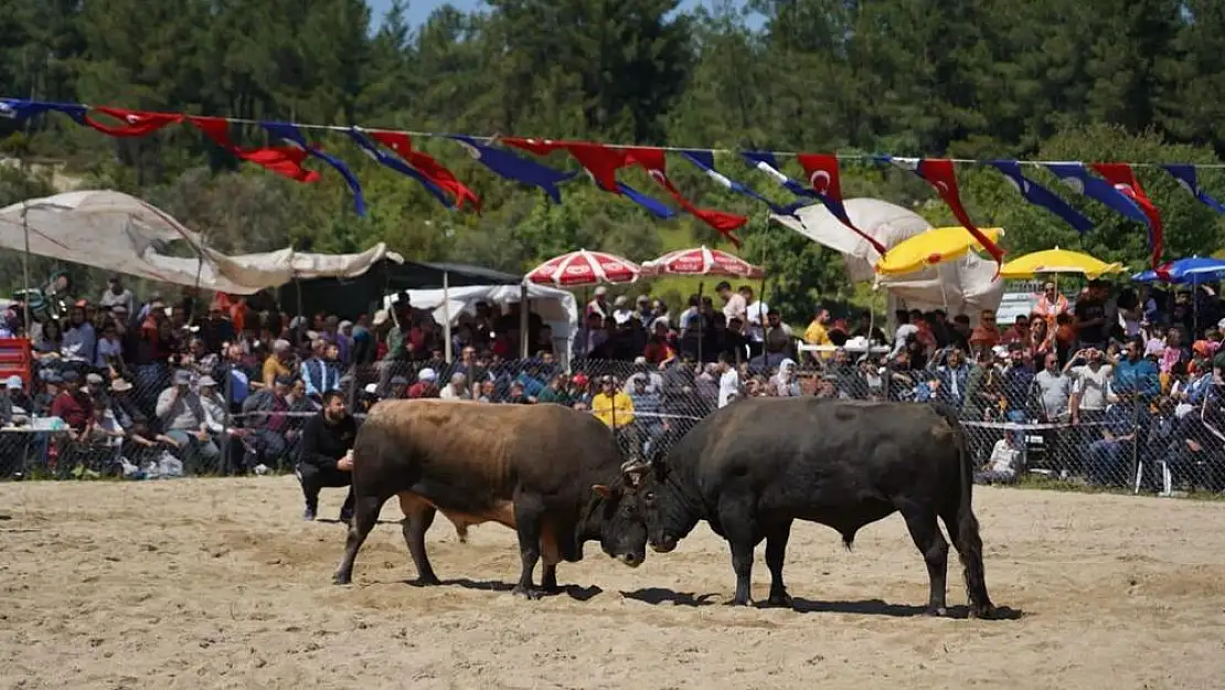 Karan bebek için Boğa Güreşi festivali düzenlendi