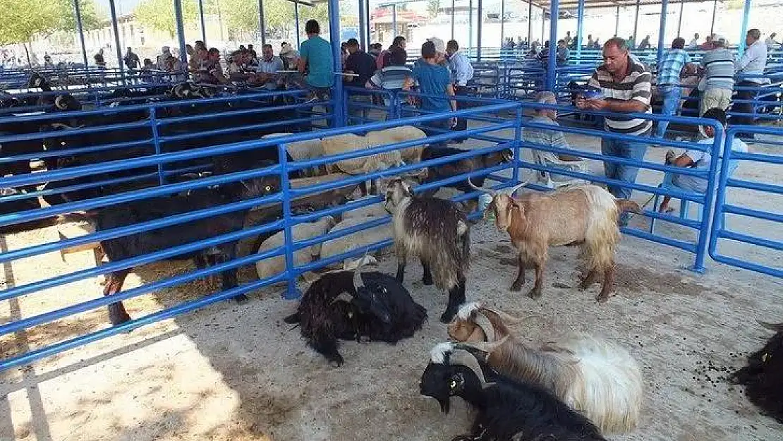 Kurban Bayramı Yaklaşıyor Alıcıda, Satıcıda Dertli