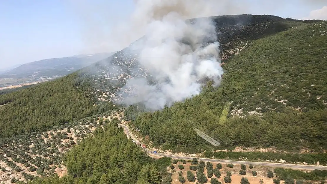 Milas Alaçam Mahallesi Yakınlarında Orman Yangını Çıktı