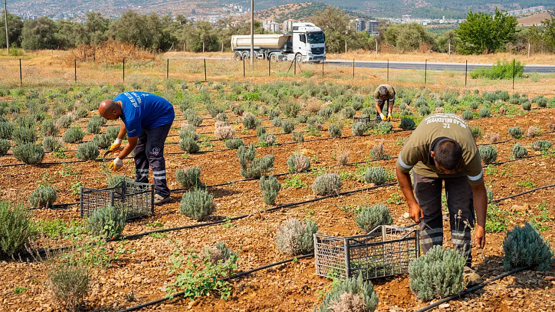 Milas Belediyesi'nin İlk Lavanta Hasadı: Alternatif Tarımda Yeni Adım