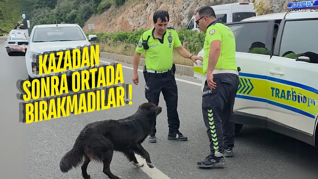 Milas Bodrum karayolunda kazayı izlemeye gelen köpeği ezilmekten polis kurtardı