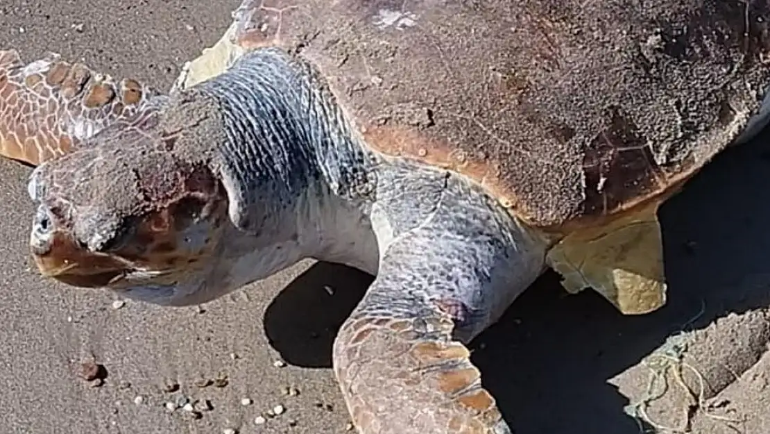 Milas, Boğaziçi Sahilinde Dev Caretta Caretta Ölü Olarak Bulundu