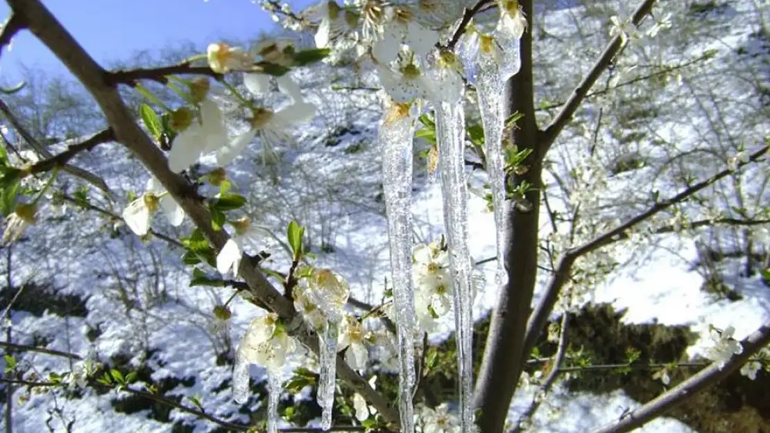 Milas Dikkat Meteorolojiden ‘Zirai Don’ Uyarısı