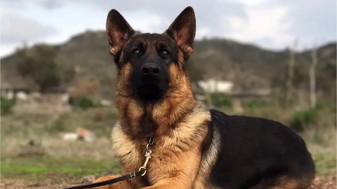 Milas Kalem Köyünde Eğitimli Köpek Paşa Kayboldu