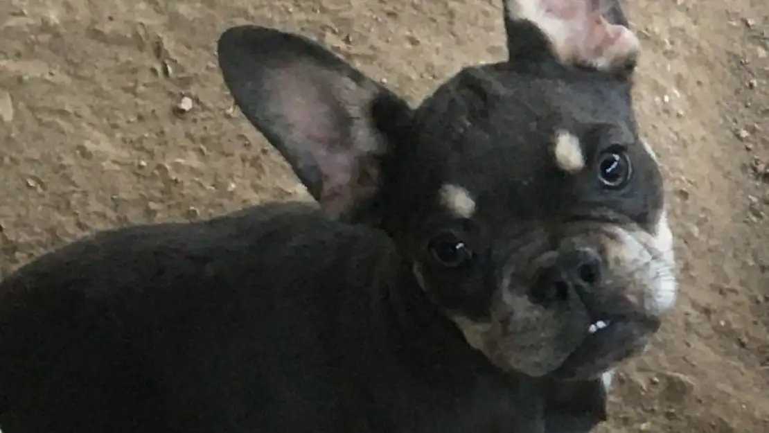 Milas'ta 5 Aylık French Bulldog Cinsi Köpek Çalındı