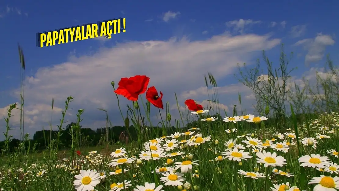 Milas'ta Bahar Uyanışı: Doğa Yeniden Canlanıyor