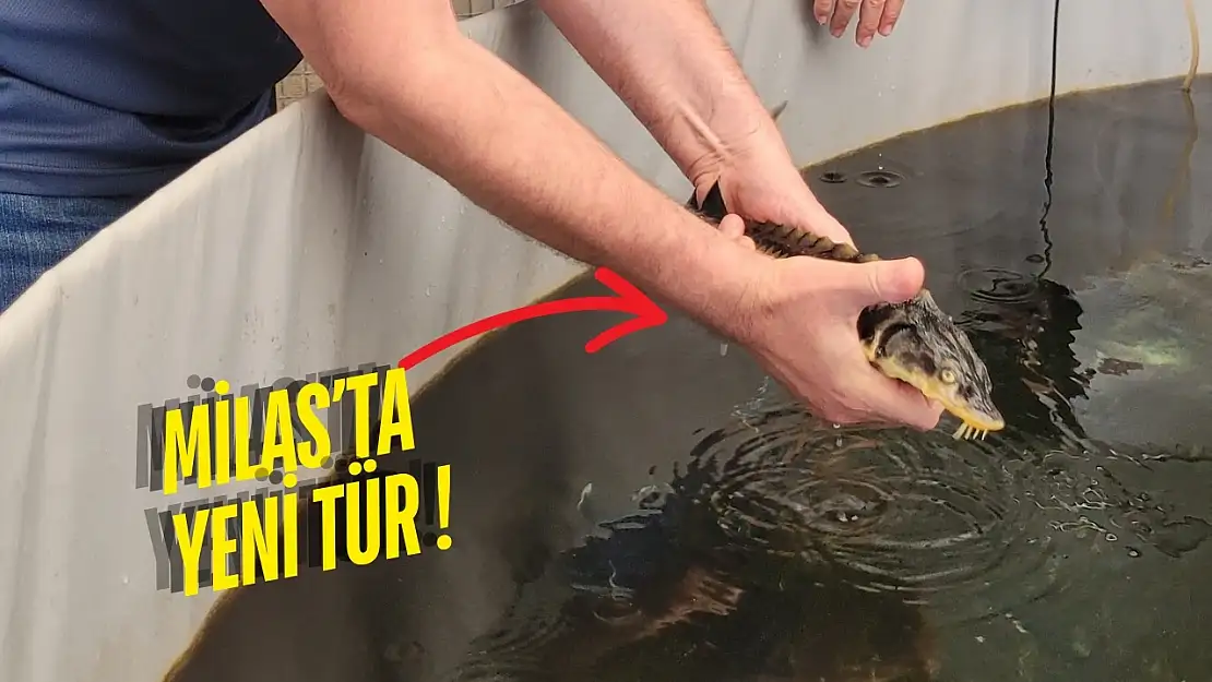 Milas'ta balıkçılıkta devrim: mersin balığı üretimi başladı