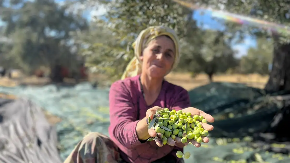 Milas'ta günlük 3.000 liraya zeytin çırpacak işçi bulunamadığı öğrenildi...