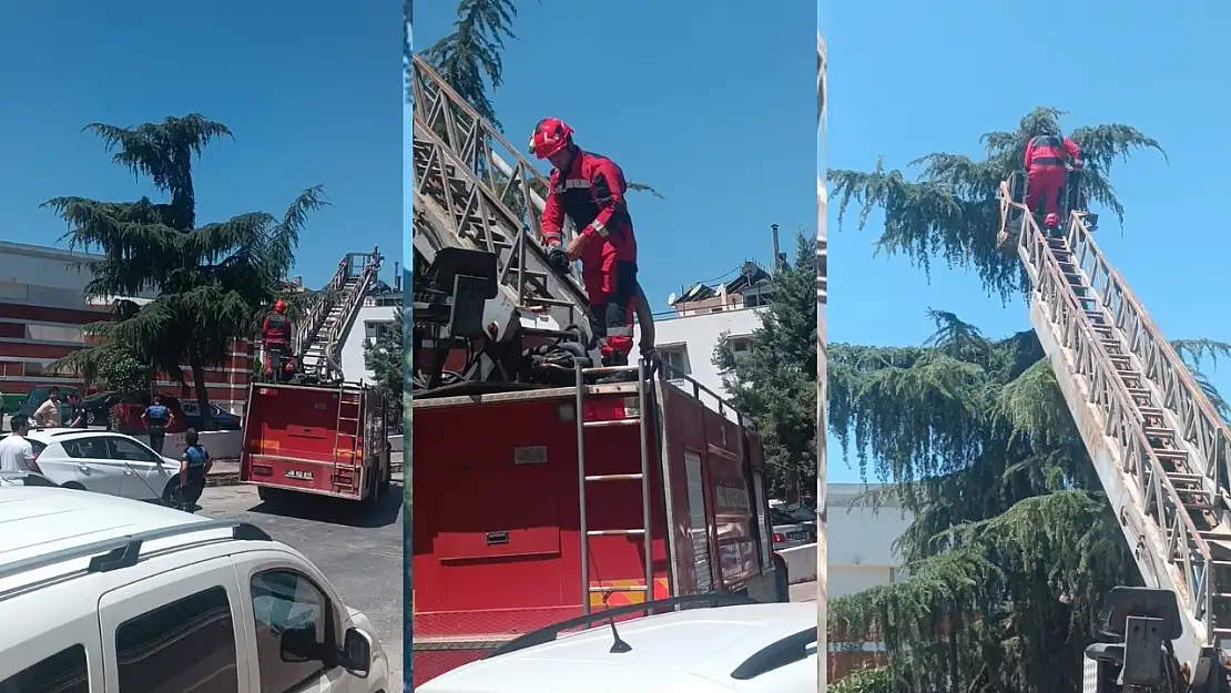 Milas'ta İtfaiyeden Kumru Kurtarma Operasyonu