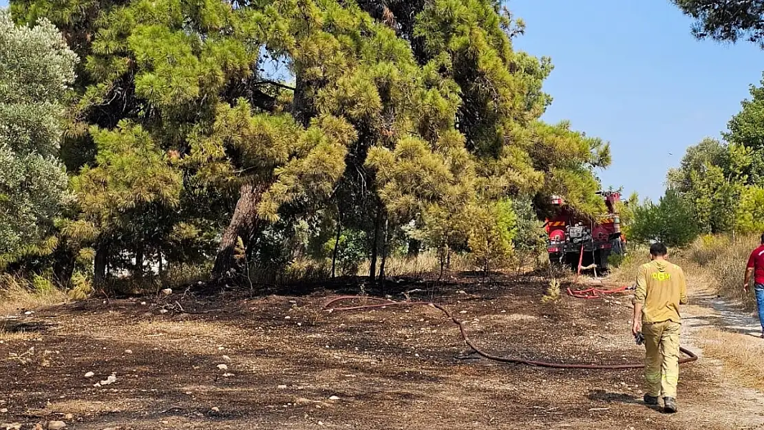 Milas'ta Orman Yangını Korkuttu: Ekipler Alevleri Zamanında Söndürdü