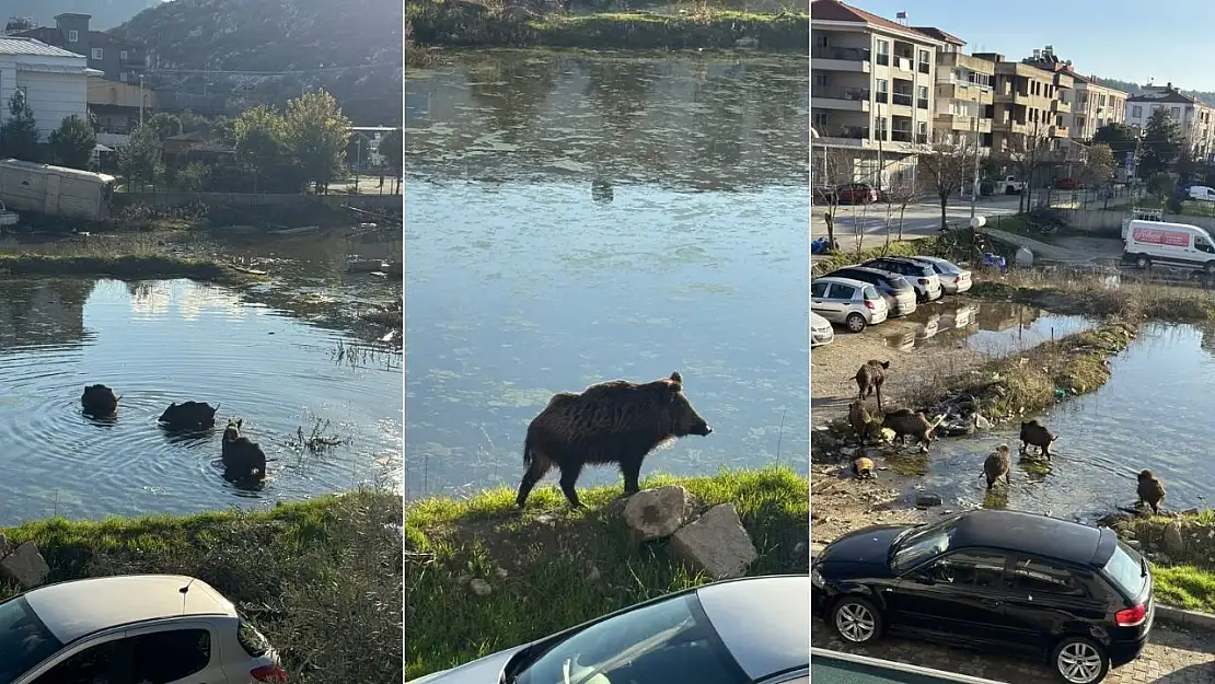 Milas'ta Yaban Domuzları Göleti Mesken Tuttu