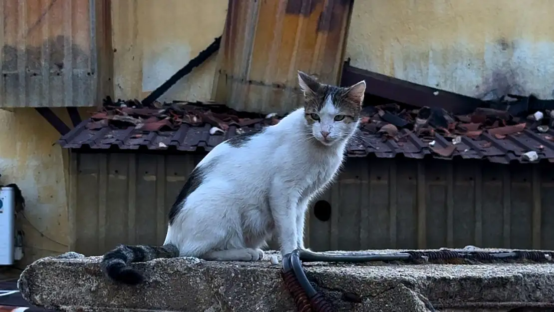 Milas'ta Yangında 6 Yavrusunu Kaybeden Anne Kedi, Yanan Evin Enkazında Umutla Bekliyor