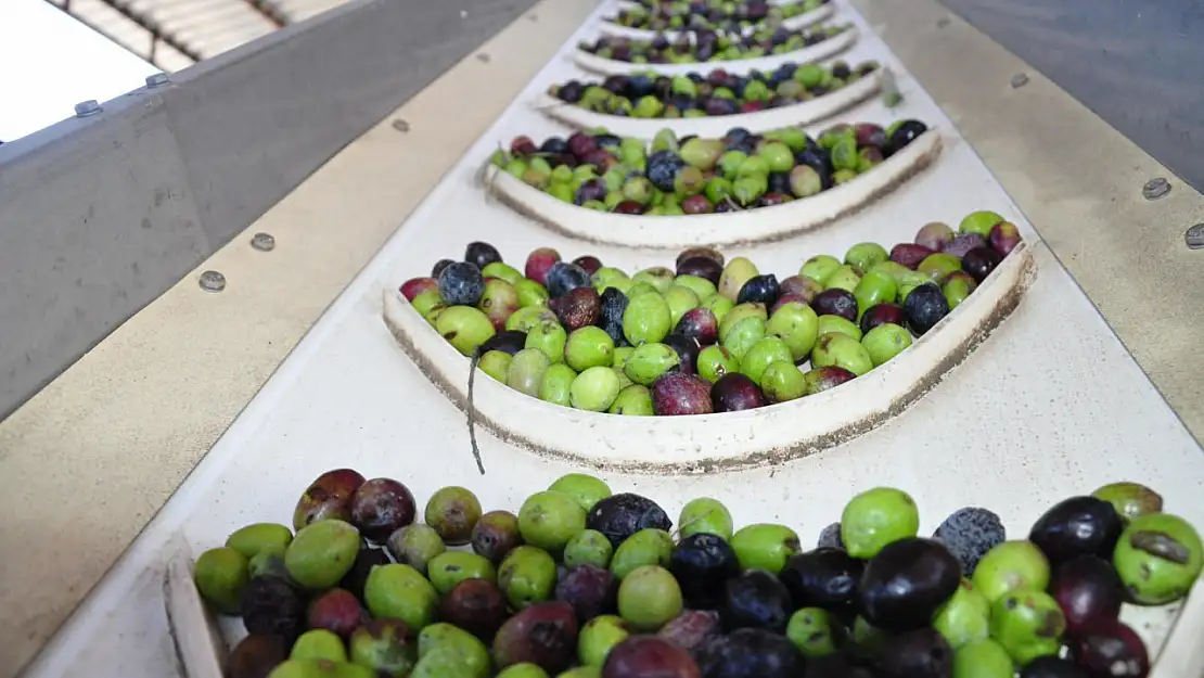 Milas'ta Zeytin Hasadı Hazırlıkları Başladı: Üreticiler Yoğun Mesaiye Hazırlanıyor...