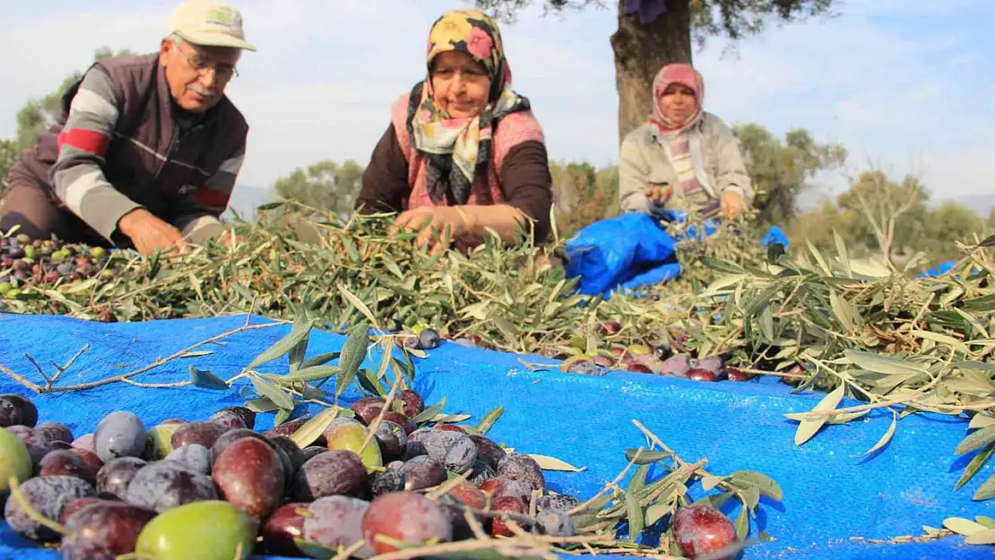 Milas'ta Zeytinyağı Üreticisi Dertli: Marketlerde 400, Üreticide 150 TL