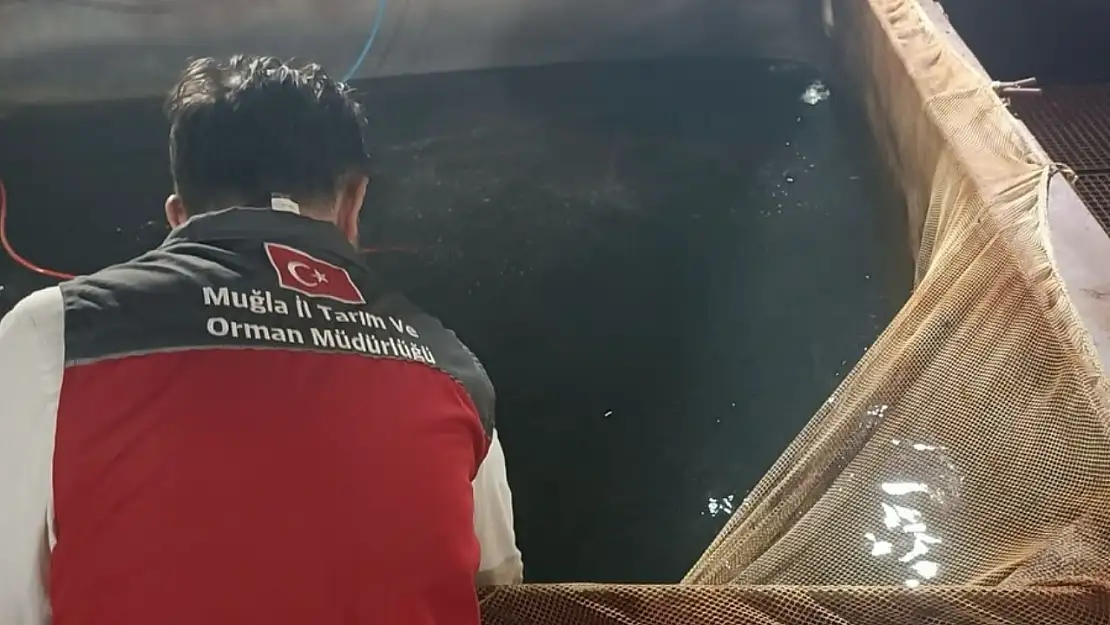 Milas'tan Tunus'a Yavru Balık İhracatı İçin Denetim Yapıldı