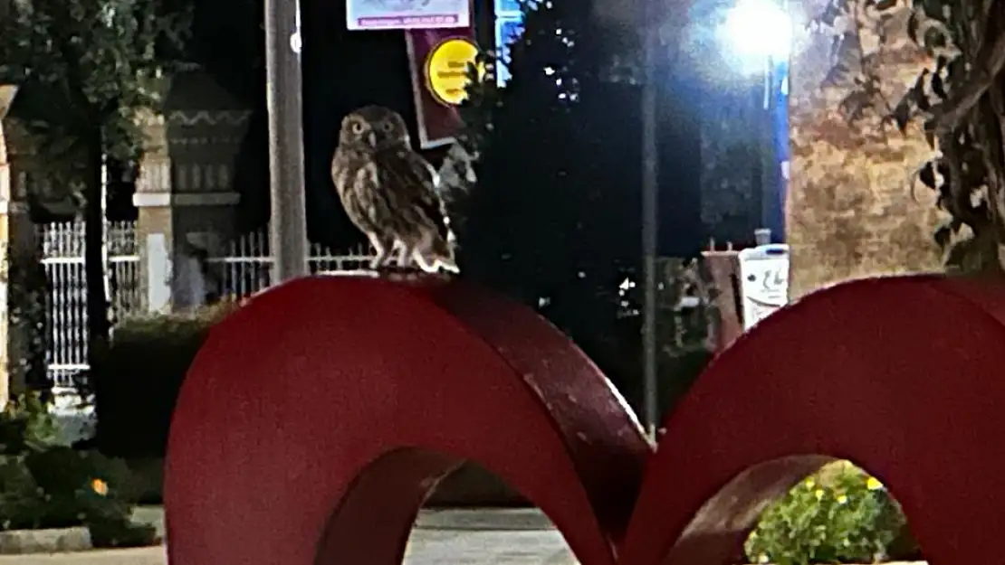 Milas Yazısının Üzerindeki Dost: Bilgelik Sembolü Baykuş, Şehri Ziyaret Etti!