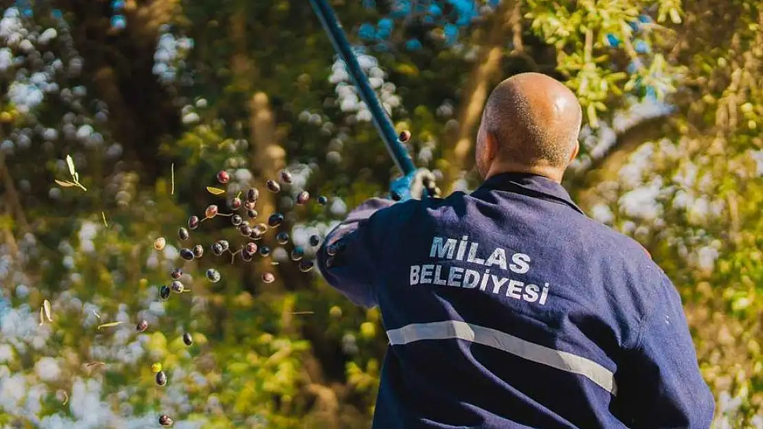 Milas zeytinciliğini geliştirmek için çalışma başlatıldı