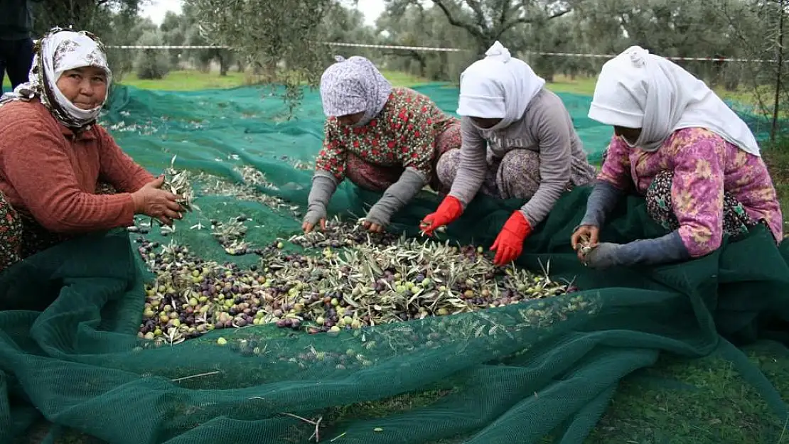 Milas’ın Memecik Yağlı Zeytini, AB Tesciliyle Dünya Pazarına Adım Atıyor!