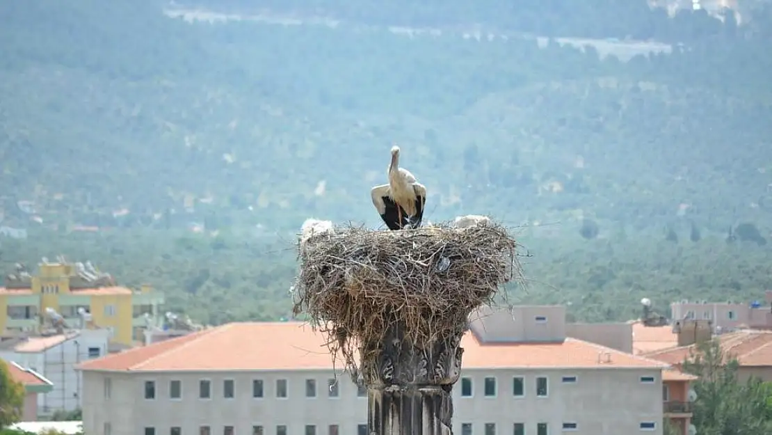 Milas’ın misafirleri erken geldi