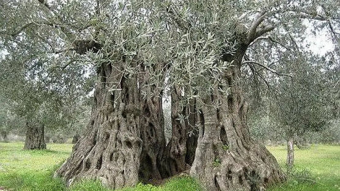 Milas’ın Unutulmuş Hazinesi, 200 Yıllık Zeytin Ağacıyla Yeniden Can Bulacak!