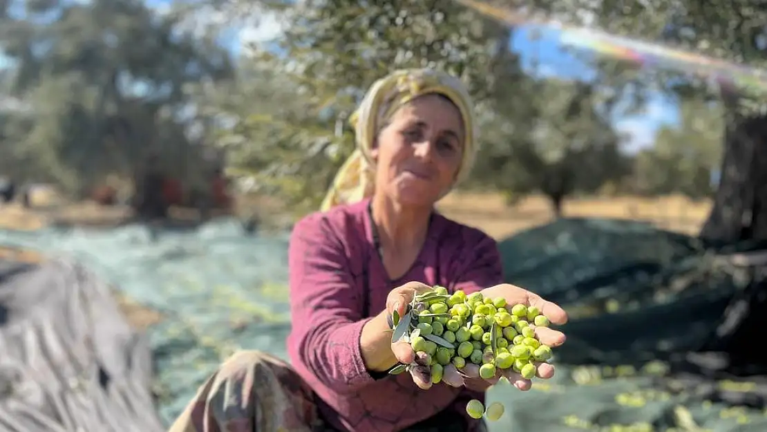 Milas’ta 9. Zeytin Hasat Şenliği için Geri Sayım Başladı