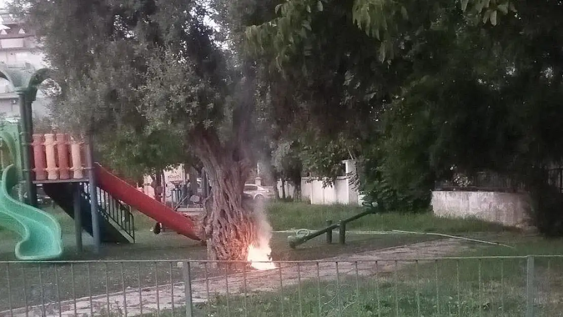 Milas’ta bir parkta bulunan asırlık zeytin ağacını yakmaya kalkıştılar