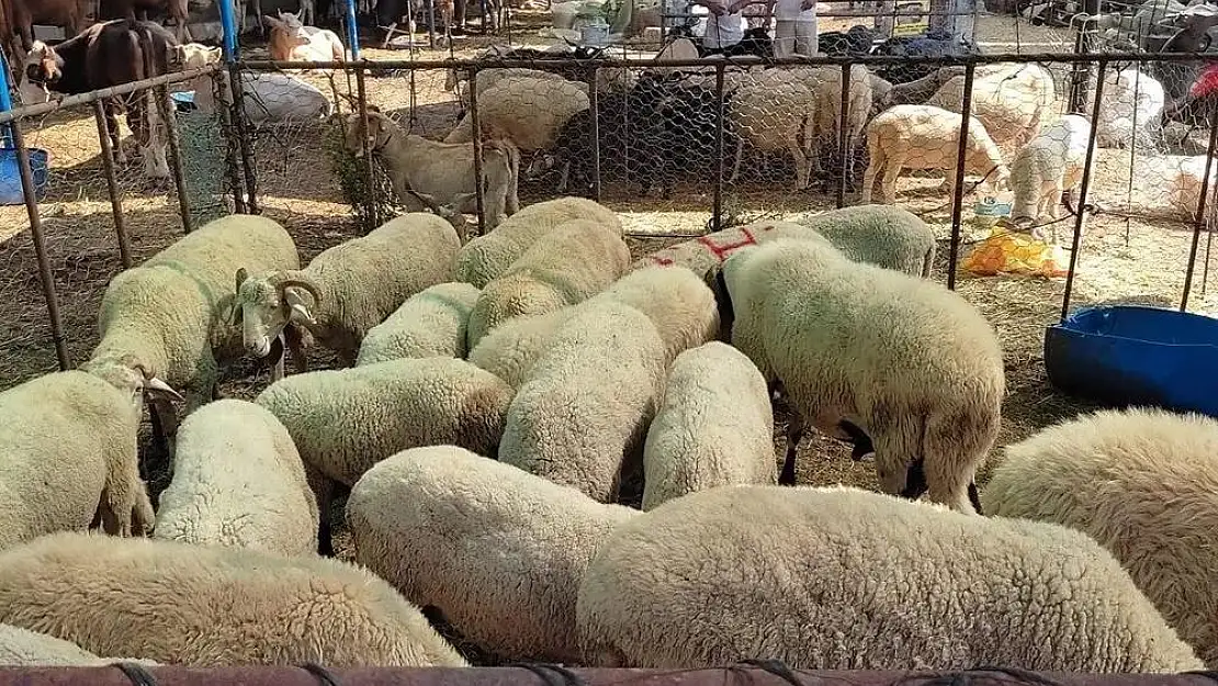 Milas’ta, hayvan pazarlarını kapatma kararı alındı