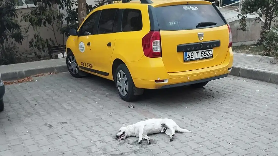 Milas'ta köpeğin zehirlendiği iddiası