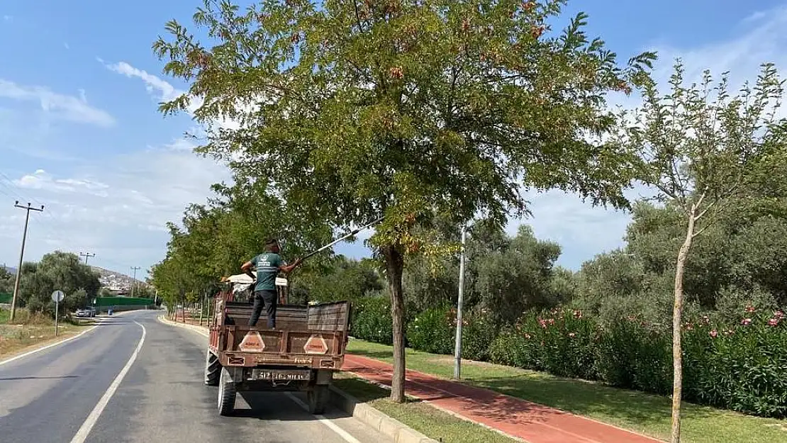 Milas’ta Mevsimsel Bakım Çalışmaları Yeşil Alanları Yeniden Şekillendiriyor