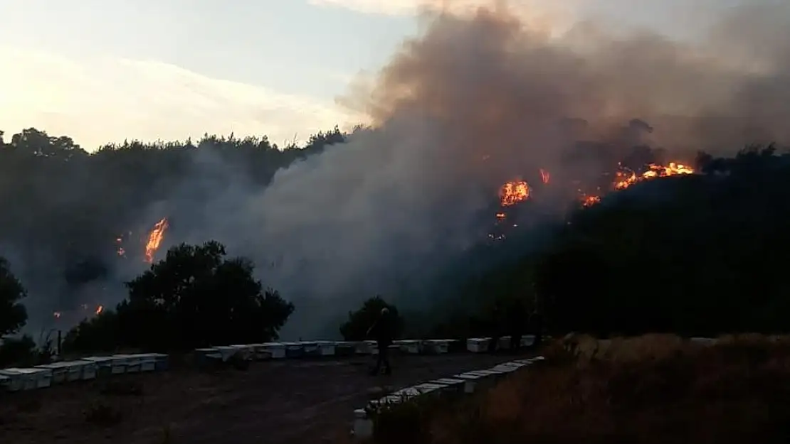 Milas’ta Orman Yangını Alarmı, Alevler Yerleşim Yerlerini Tehdit Ediyor