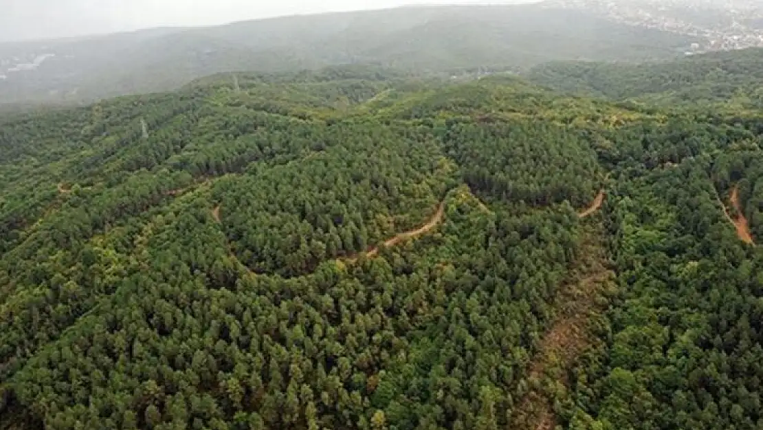 Milas'ta ormanlık alanda maden ocağı kapasite artışı için süreç başlatıldı