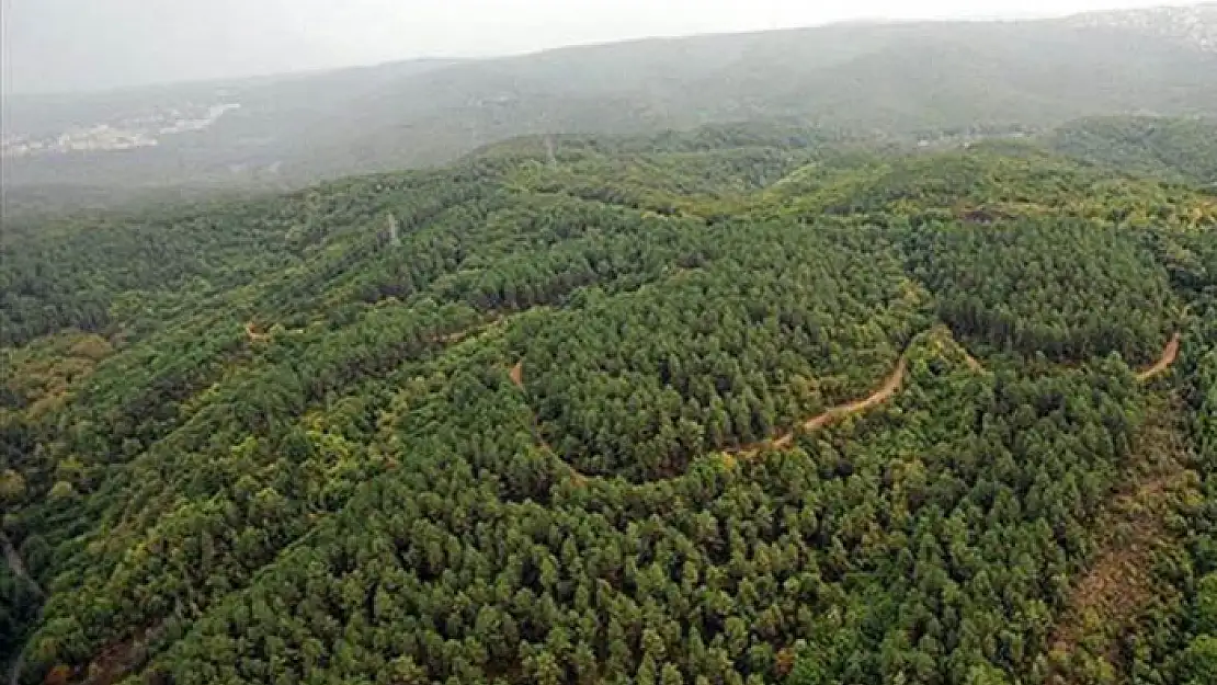 Milas'ta ormanlık alanda maden projesi için başvuru