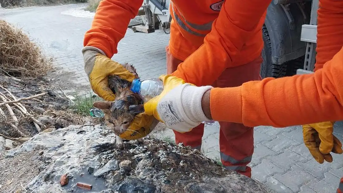 Milas’ta, Temizlik Görevlileri Canlı Canlı Çöpe Atılan Kedi Yavrusunu Kurtardılar