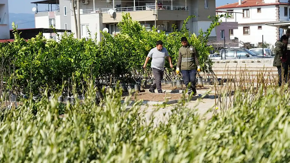 Milas’ta Üreticilere 4 Bin 410 Meyve Fidanı Dağıtıldı