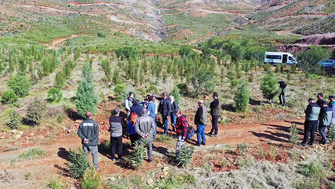 Milas'ta yanan ormanlar küllerinden yeşeriyor