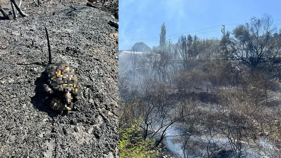 Milas’ta Yangın: Yavrusuna Siper Olan Anne Kaplumbağa ve Yavrusu Yanarak Can Verdi