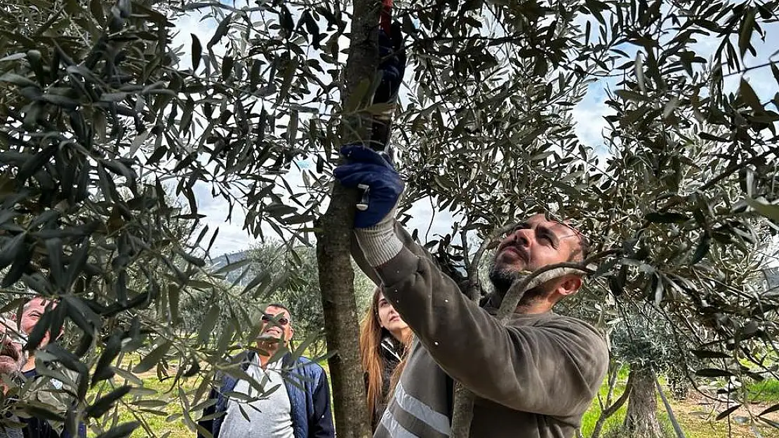 Milas'ta zeytine sahip çıkılıyor